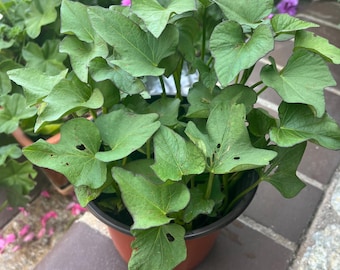 5 Rooted Sweet Potato Slips / Japanese Sweet Potato Slips–Red Skin – Garden Ready Vegetable Plants – High Yield Easy