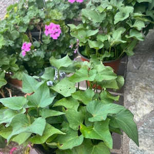 May include: A rustic wooden sign with the text "Welcome" in a handwritten style. The sign features a distressed finish and a simple, inviting design, perfect for a front porch or entryway.