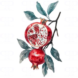 6 PNG Aquarell Granatapfel Clip Art, Botanische Frucht Clipart, Rustikale Bauernhaus Küchenkunst, Transparenter Hintergrund