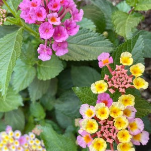 Pink and yellow Lantana