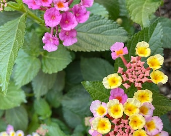 Lantana rose et jaune