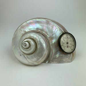 Op de afbeelding: Een grote, iriserende zeeschelp met een ingebouwde thermometer. De schelp is parelmoerachtig met een spiraalvormig ontwerp. De thermometer heeft een zwart frame en een witte wijzerplaat met temperatuurmarkeringen in Celsius.