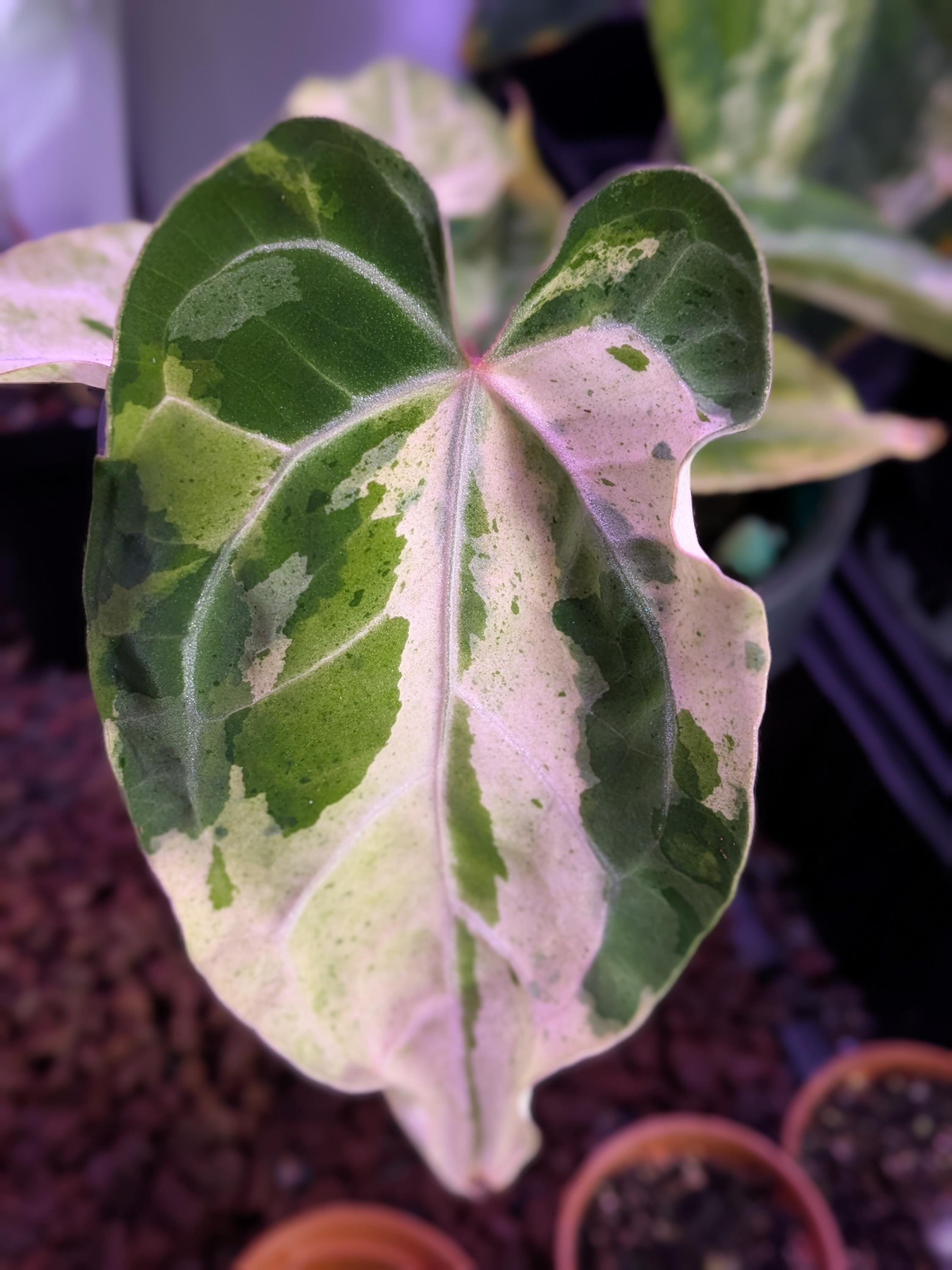 Anthurium Papi - Etsy Anthurium Papi - Etsy