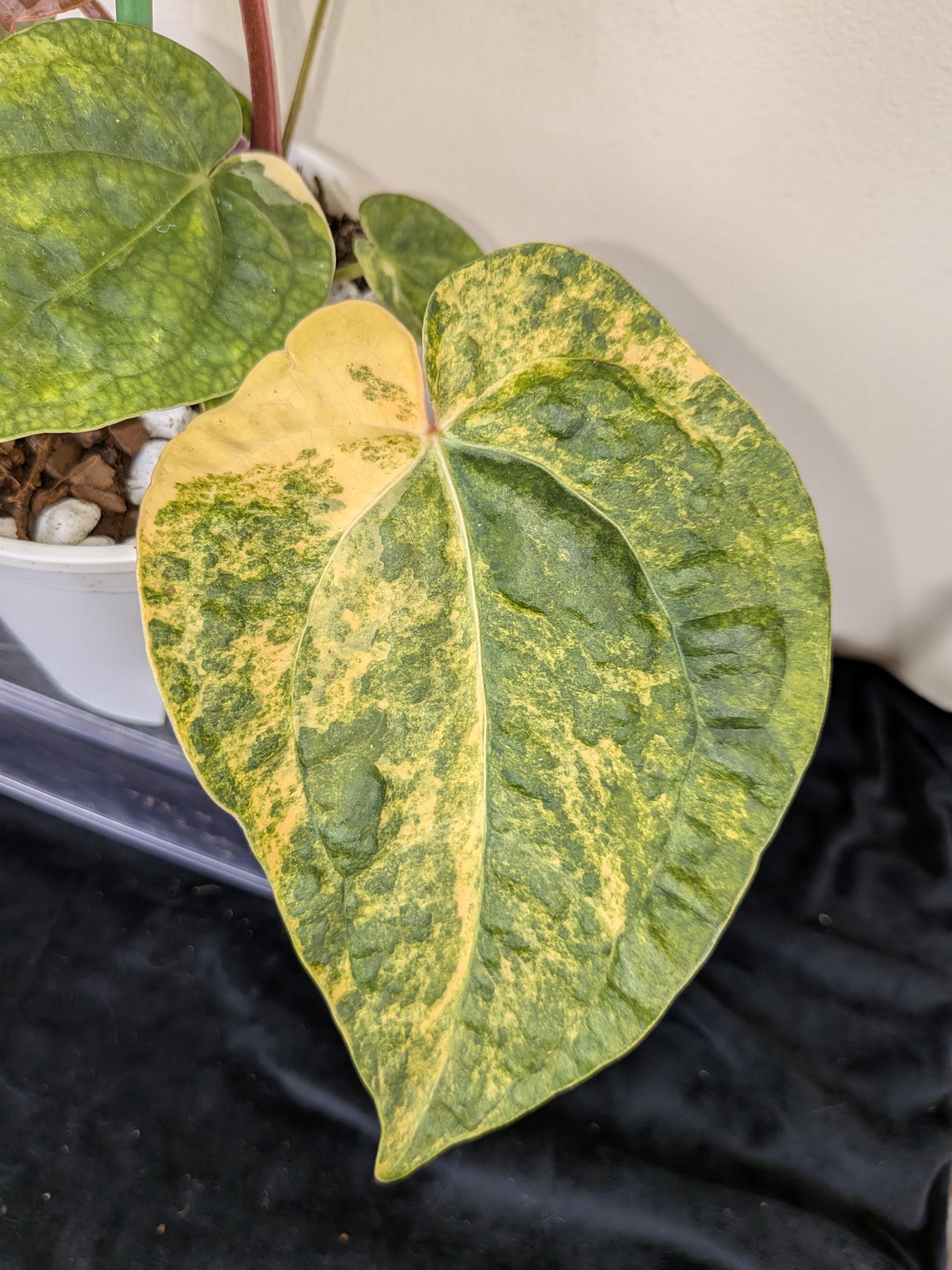 Anthurium papi - Etsy 日本