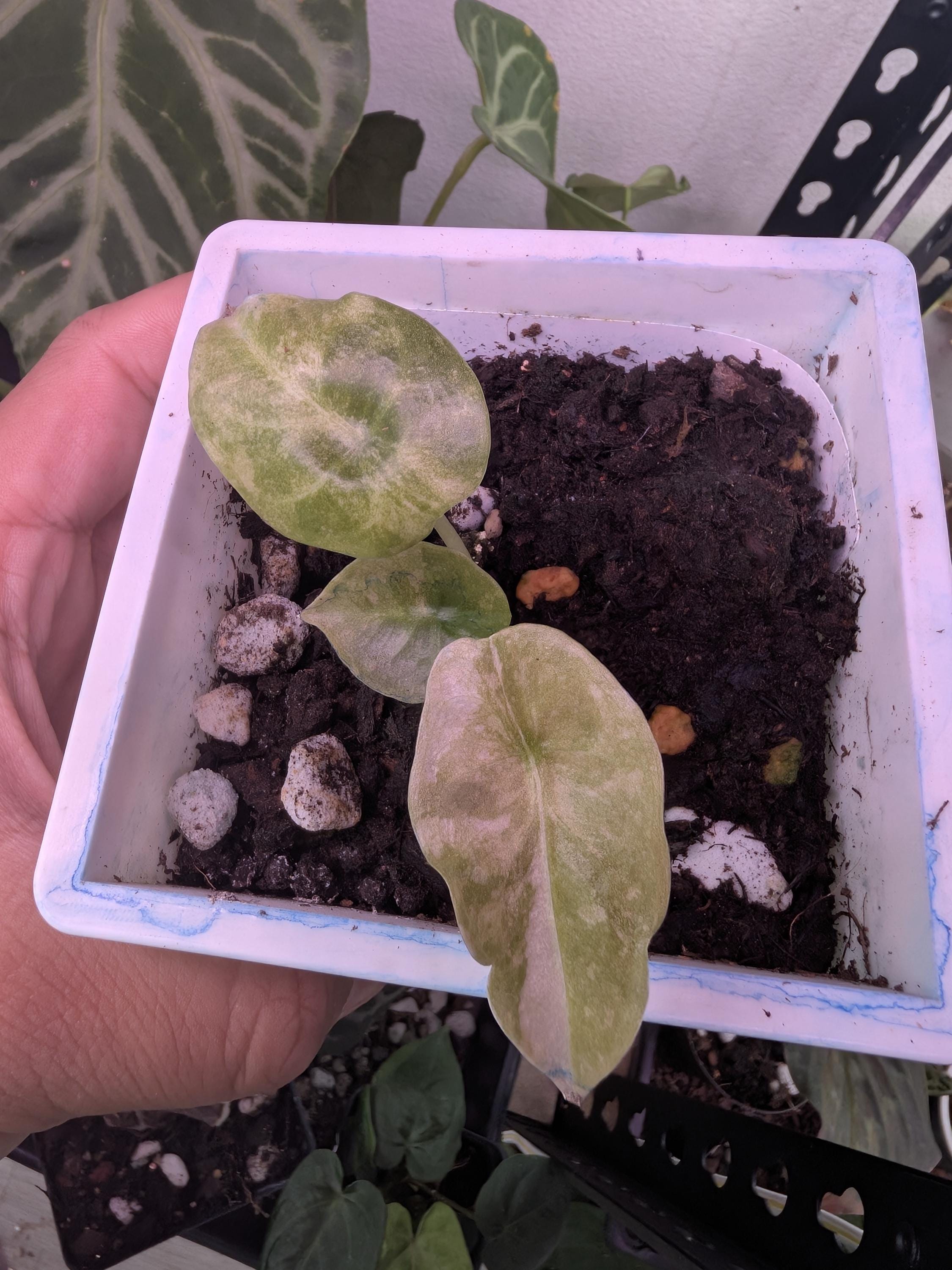 バ*ブ様 アンスリウム（RVDP）×(papifs) Anthurium papi - Etsy 日本