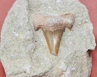 Shark Tooth Fossil in Matrix, Beige Stone, Ancient, Rock Collector