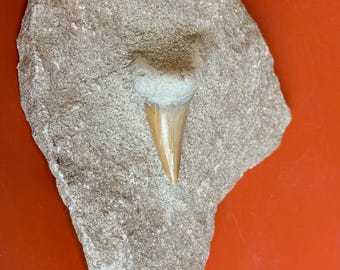 Fossile de dent de requin dans sa matrice, grande et massive