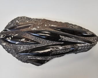 Orthoceras Fossiles Exemplar | Schwarzer Stein Wohnkultur Stück