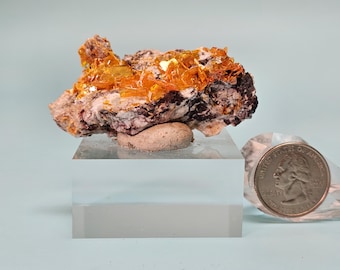 Könnte beinhalten: Mineralprobe mit leuchtend orangefarbenen Kristallen auf einer braunen und beigefarbenen Gesteinsmatrix. Eine US-Viertel-Dollar-Münze wird zum Größenvergleich neben dem Mineral platziert. Das Mineral wird auf einem transparenten Acrylblock ausgestellt.