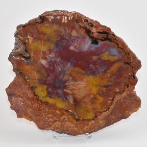 Petrified Wood Slice Fossilized Tree Rocks and Minerals Mineral Samples Arizona