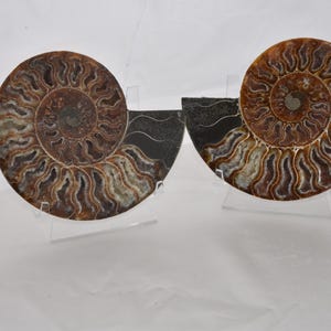 Ammonite Pair of Stone Fossilized Nautilus Shells