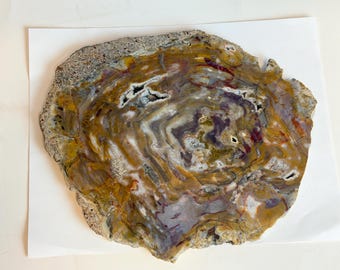 May include: A polished slice of petrified wood featuring a swirling, multi-colored pattern of amber, deep purple, brown, and cream tones. The center displays crystalline inclusions, while the outer edge retains a rough, textured, gray bark.