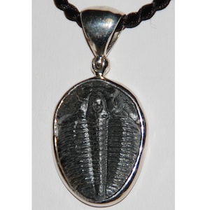 Trilobite Sterling Silver Pendant 925 Black Fossil Rock Gift