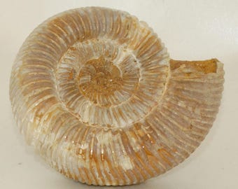 Perisphinctes Ammonite
