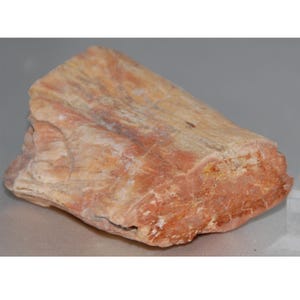 Petrified Wood Slice Fossilized Tree Rocks and Minerals Fossil Mineral Samples Arizona