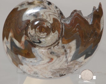 Fósil de concha de nautilus de goniatita de amonita muy grande marroquí