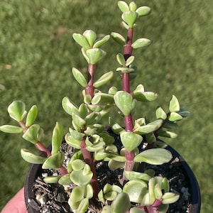 Portulacaria afra « Plante de jade » panachée, Bonsaï, Plantes grasses, Plantes, Plantes rustiques, Cadeaux mignons, Plante d&#39;intérieur, Extérieur, Plante d&#39;entrée