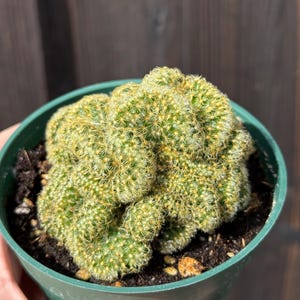 May include: A crested cactus with a dense, undulating green body covered in fine, short yellow spines, planted in a simple green plastic pot filled with dark potting soil. The plant features a unique, brain-like folded growth pattern.