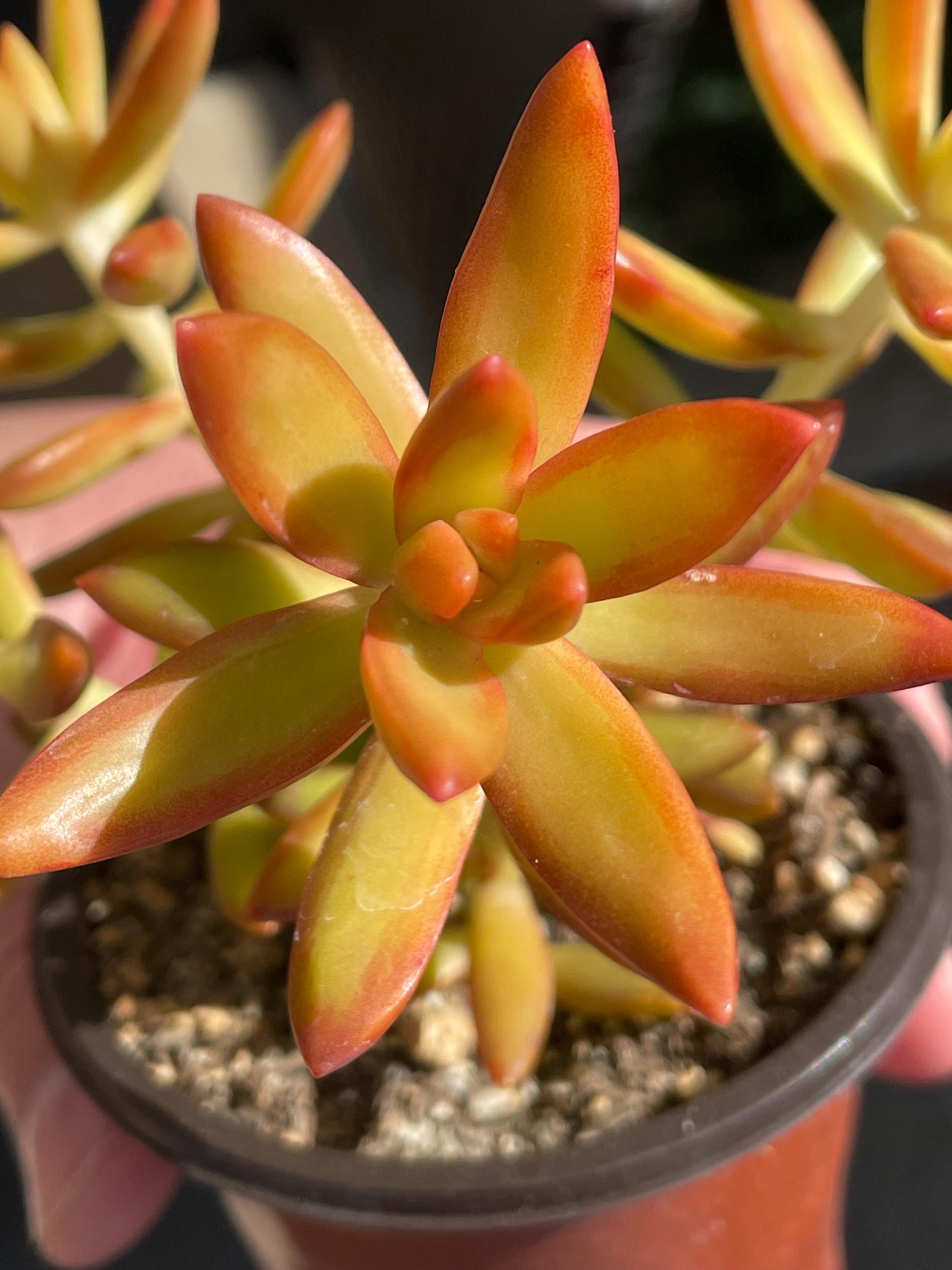 firestick succulents Pencil Cactus, 'Firestick' 6" growers pot  Botanologica