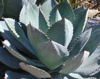 blue agave cacao Blue Agave & Cacao Perfume | Jo Malone Dupe main image 1