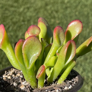 2”, 3.5” Crassula Ovata Gollum Succulent, Plants, Red Plant, Cute Gifts, House Plant, Starter Plant, Outdoor Succulents, Unique Plant, Hardy