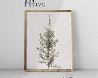 Juniper Branch Painting | PRINTABLE | Natural History Print | Botany Artwork | Digital DOWNLOAD | Art Revive_W018