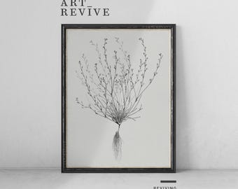 開花植物の絵 | 印刷可能 | 植物画 | ハーブの彫刻 | デジタルダウンロード | Art Revive_SK017