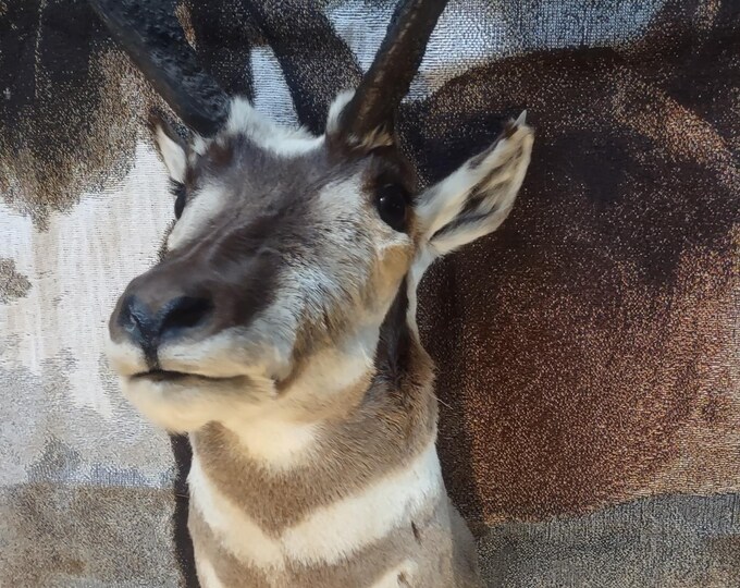 Beautiful Pronghorn Antelope Head Wall Mount Taxidermy Decor Etsy