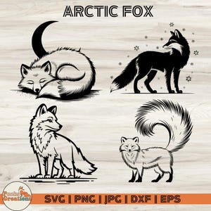 Op de afbeelding: Vier zwart-wit illustraties van poolvossen. De eerste afbeelding toont een vos die in een halvemaanvorm is opgerold. De tweede afbeelding toont een vos die staat met zijn staart opgerold. De derde afbeelding toont een vos die staat met zijn staart opgerold. De vierde afbeelding toont een vos die staat met zijn staart opgerold.