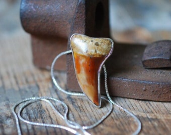 Golden Maritime Pendant Collector's Shark Tooth