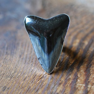 Maritieme ringverklaring megalodon haaientand, maat 9 inch
