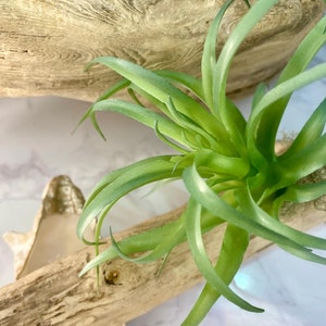 Air Plant on Driftwood Centerpiece, Terrarium Air Plant Decor, Tillansia Indoor Plant Gift, Coastal Home Decor, Rustic Housewarming Gift
