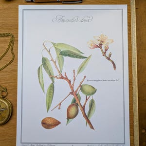Imprimée en 1986, planche botanique l'Amandier, Vintage Authentique (cadre non inclus)