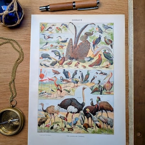 Imprimée en 1921, planche naturaliste oiseaux , Vintage Authentique (cadre non inclus )