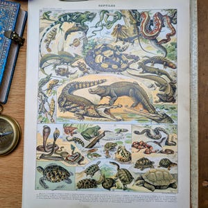 Imprimée en 1904,gravure naturaliste sur les reptiles. Original Vintage et Authentique.