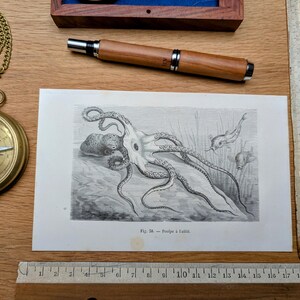 Printed in 1886, Octopus Engraving, Authentic Vintage (frame not included)