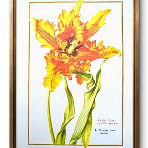 Ancienne illustration botanique Tulipa Lutea, imprimée en 1965 Vintage Authentique 16,5 x 21 cm (cadre non inclus)