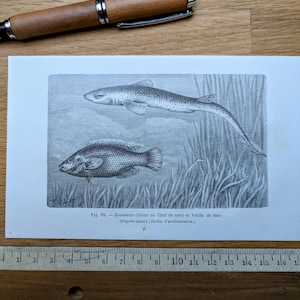 Imprimée en 1886, Gravure sur la roussette et la vieille de mer, Vintage Authentique  (cadre non inclus)