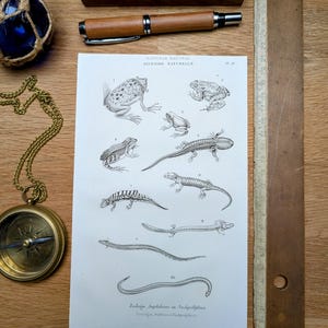 Printed in 1851, Natural History, Amphibians. Original Authentic Vintage.