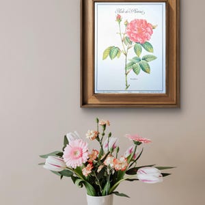 Imprimée en 1986, planche botanique Rose de Provins, Vintage Authentique (cadre non inclus)