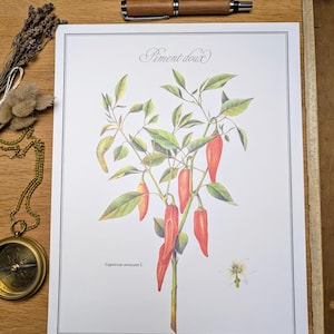 Stampato nel 1986, Le Piment Doux. Autentico originale vintage.