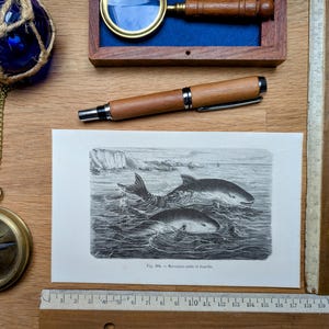 Imprimée en 1886, Gravure sur les Marsouins, Vintage Authentique  (cadre non inclus)