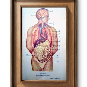 Imprimée en 1922, ancienne illustration médicale sur les organes principaux, Vintage Authentique (cadre non inclus)