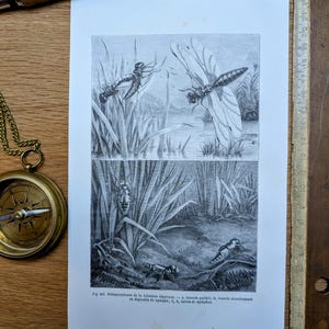 Printed in 1875, Dragonfly Engraving, Authentic Vintage 14.5x22.5cm (frame not included)