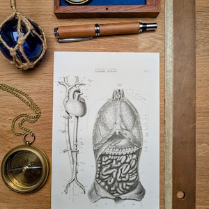 Printed in 1851, Human Anatomy, Plate 4, Authentic Vintage (frame not included)