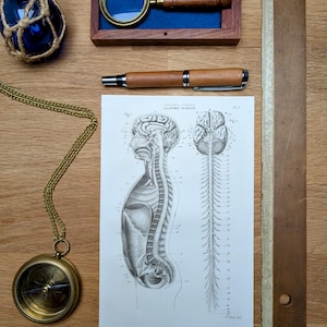 Imprimée en 1851, Anatomie Humaine, Vintage Authentique (cadre non inclus )