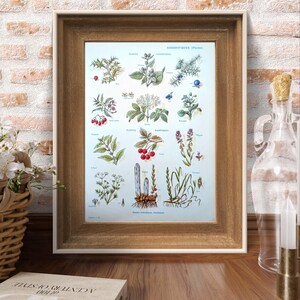 Ancienne illustration plantes médicales , imprimée en 1954 Vintage Authentique 19 x 26 cm (cadre non inclus)