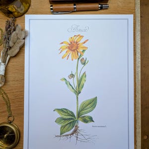 Imprimée en 1986, planche botanique Arnica, Vintage Authentique (cadre non inclus)
