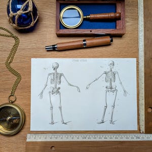 Imprimée en 1851, Le Squelette humain, Vintage Authentique (cadre non inclus )