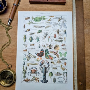 Imprimée en 1929, Les Arthropodes. Original Vintage Authentique.